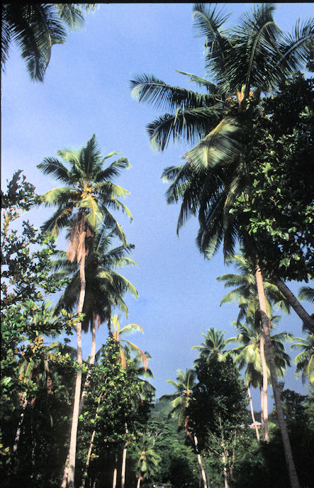 Seychellen 1999-045.jpg